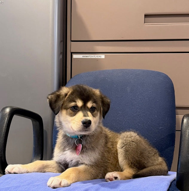 Joe Louis Northern mix Available for Adoption Animatch