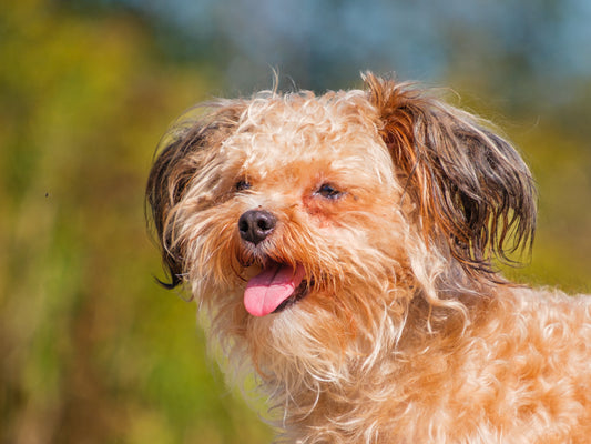Johnson (25162) a Yorkshire Terrier-x Adopté on  5 October 2025