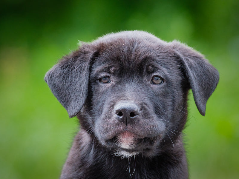 Jordan Labrador Available for Adoption Animatch