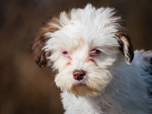 Joy (25214) a Havanese Adopté on 20 November 2025