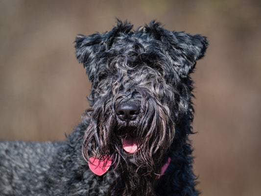 Keeva (26070) a Kerry Blue Terrier Adopté on  8 May 2026
