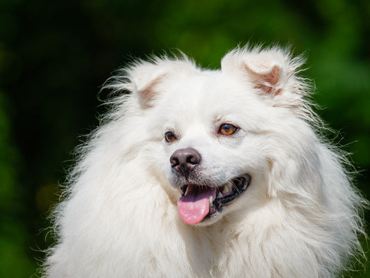 Kemo Sabe American Eskimo Available for Adoption Animatch