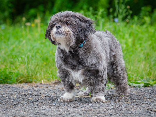 Khloe Shih Tzu Available for Adoption Animatch