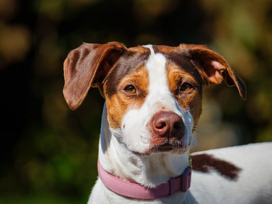 Kilby Pointer-x Available for Adoption Animatch