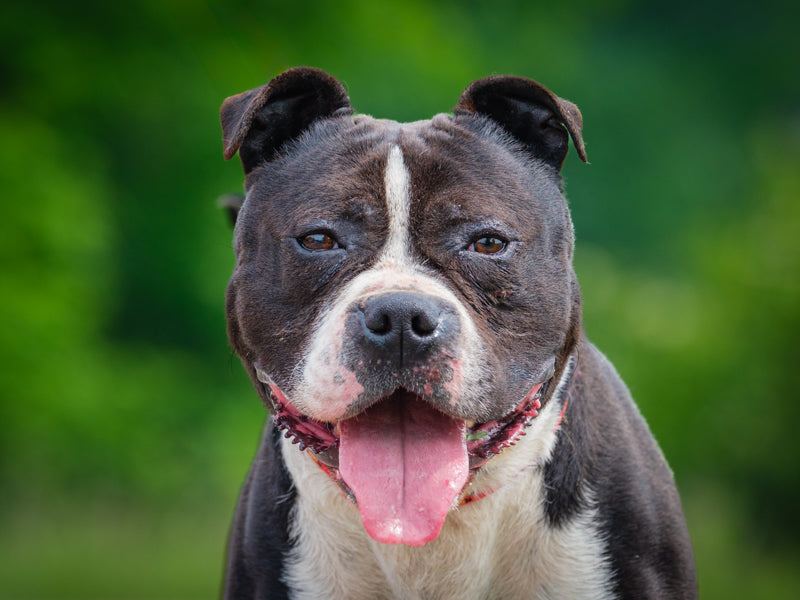 King Staffordshire Terrier Available for Adoption Animatch