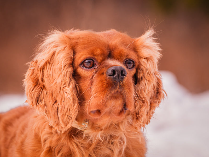 King Billy King Charles Spaniel Adopted Animatch