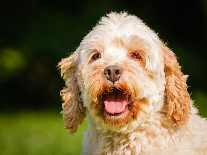 Kinsey Cockapoo Adopté Animatch