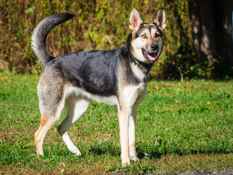 Kira - Photo 2