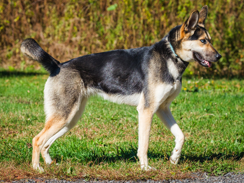 Kira - Photo 3