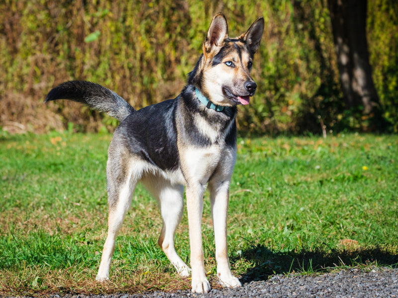 Kira - Photo 4