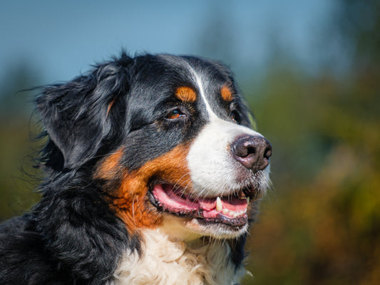 Kitcha (25192) a Bouvier bernois Adopté on 15 October 2025
