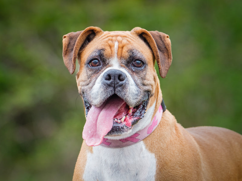 Koda Boxer Available for Adoption Animatch