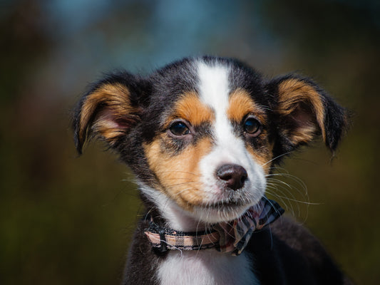 Kona (25185) a Sheltie-x Adopté on 11 November 2025