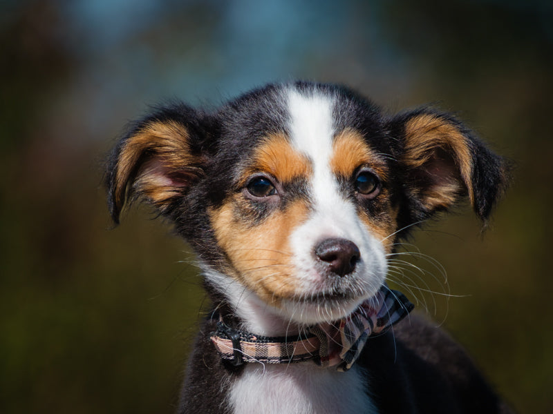 Kona Sheltie-x Adopted Animatch