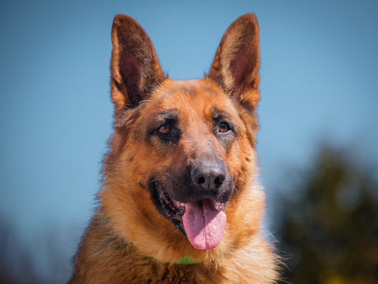 Kyla (25051) a Berger allemand Adopté on  3 May 2025