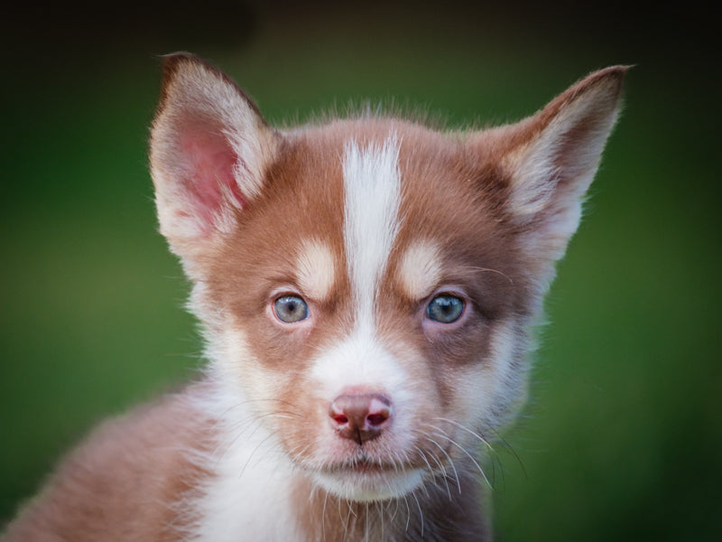 L'Oreal Husky-x Adopted Animatch