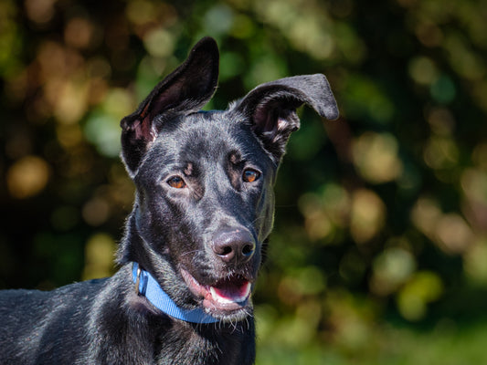 Lady Labrador croisé berger Disponible à l'adoption Animatch