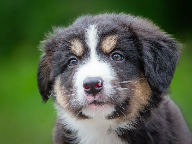 Sir Fluffmore Bernese Mountain Dog-x Available for Adoption Animatch