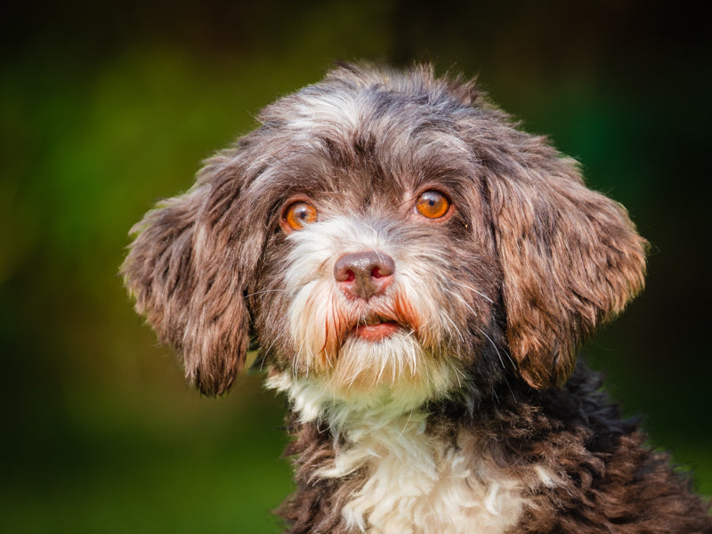 Lady Lou Havanese-x Adopted Animatch