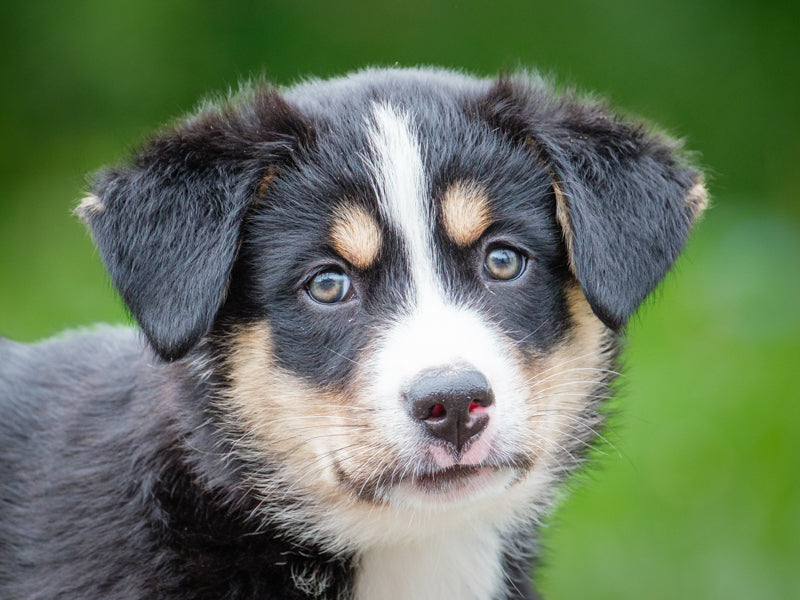 Lady Prancington Bernese Mountain Dog-x Available for Adoption Animatch