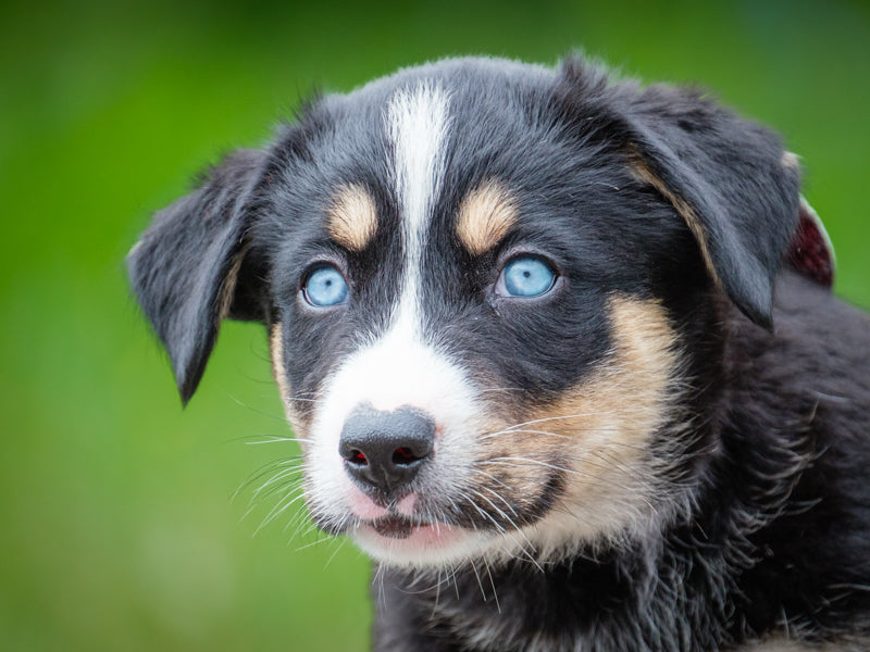 Lady Snugglepants Bernese-x Adopted Animatch