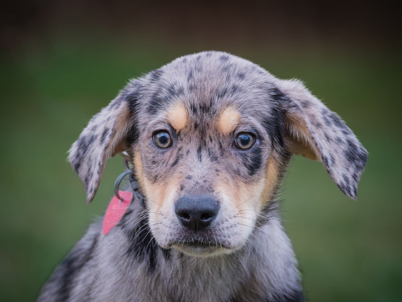 Lancôme Husky-x Adopté Animatch