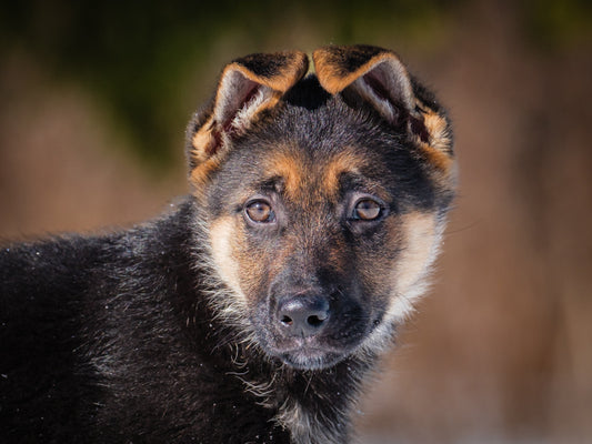 Laverne (25013) a Berger allemand Adopté on 16 April 2025