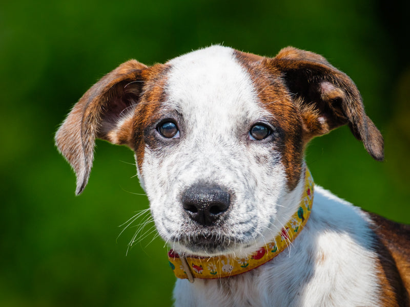 Laverne Boxer x Adopted Animatch