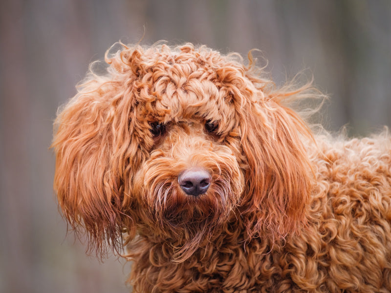 Lazlo Goldendoodle Available for Adoption Animatch