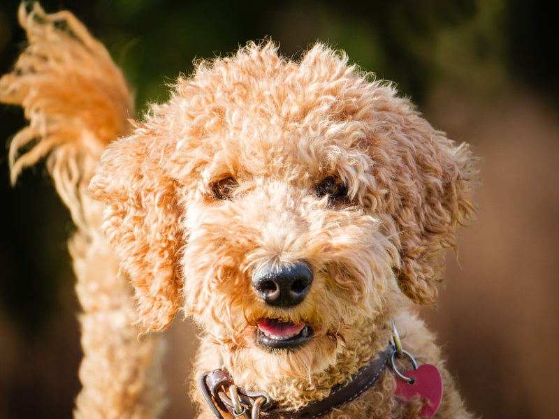 Lea Standard Poodle Available for Adoption Animatch