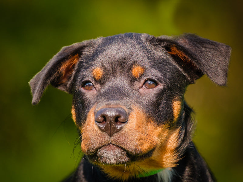 Lectra Rottweiler-x Adopted Animatch