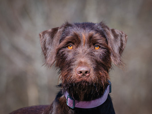 Leia (26077) a Pudelpointer x Labrador Adopté on  2 May 2026