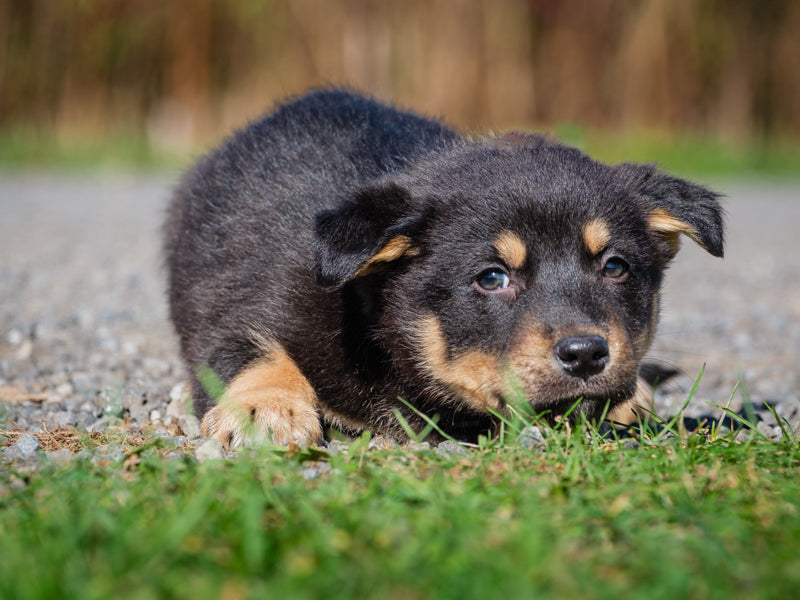 Leo Shepherd-x Available for Adoption Animatch