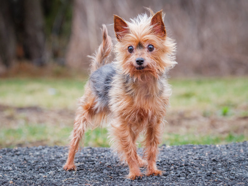 Animach Lexa – Animatch.ca Dog Adoption