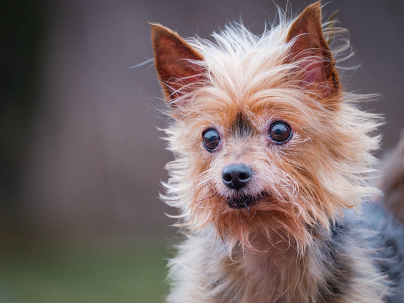 Lexa Yorkshire Terrer Available for Adoption Animatch