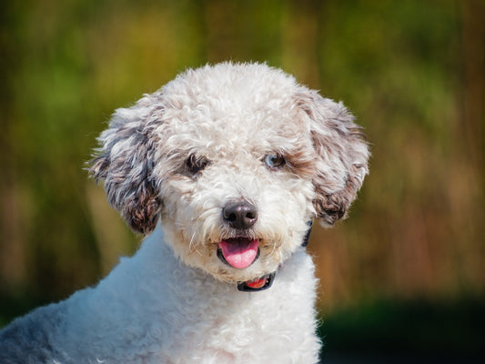 Lexi (25165) a Caniche nain Adopté on 27 September 2025