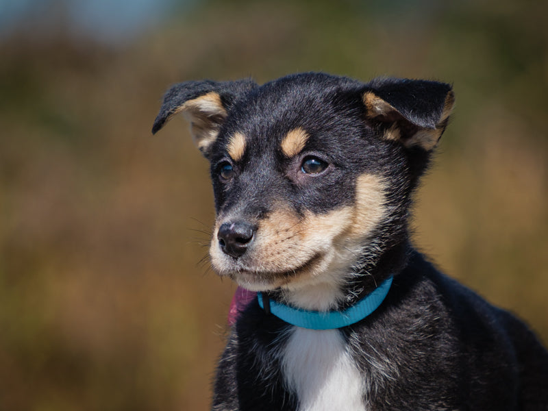 Libra Shepherd-x Available for Adoption Animatch