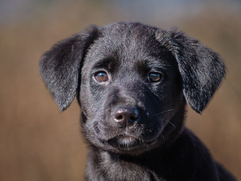 Licorice Labrador Retriever Adopted Animatch