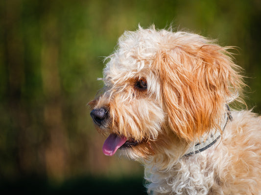 Lilly (25160) a Cockapoo Adopté on 12 September 2025