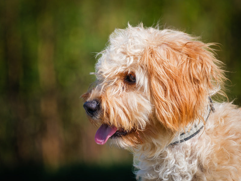 Lilly Cockapoo Available for Adoption Animatch