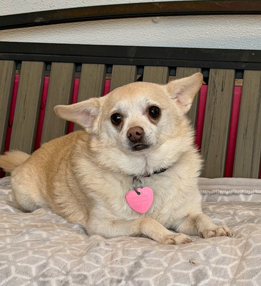 Lina (25249) a Chihuahua-x Adopté on 10 January 2026