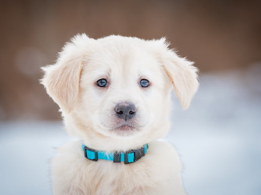 Linus (24332) a Labrador-x Adopté on 28 February 2025