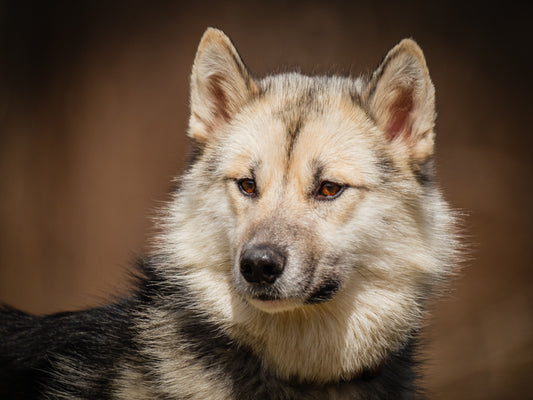 Lipton (25011) a Husky-x Adopté on 16 April 2025