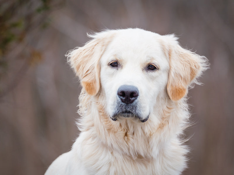 Loki Golden Retriever Available for Adoption Animatch