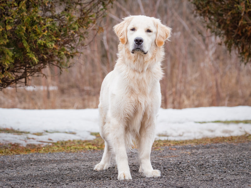 Loki – Animatch.ca Dog Adoption