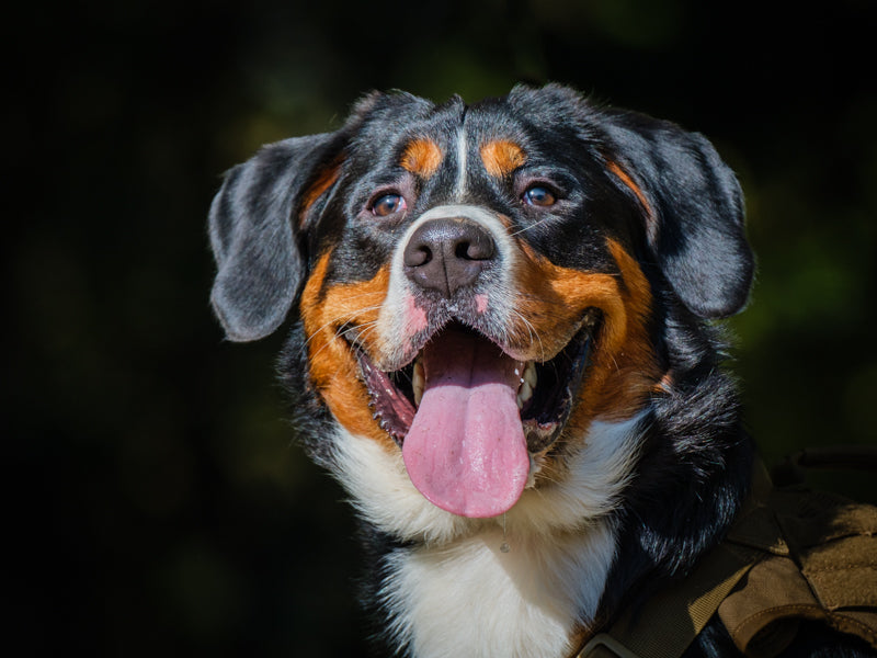 Loki Bernese Mountain Dog Available for Adoption Animatch