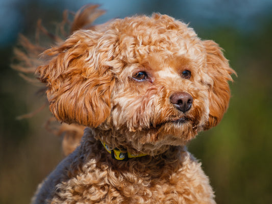Lola (poodle) (25189) a Poodle Adopté on 11 November 2025