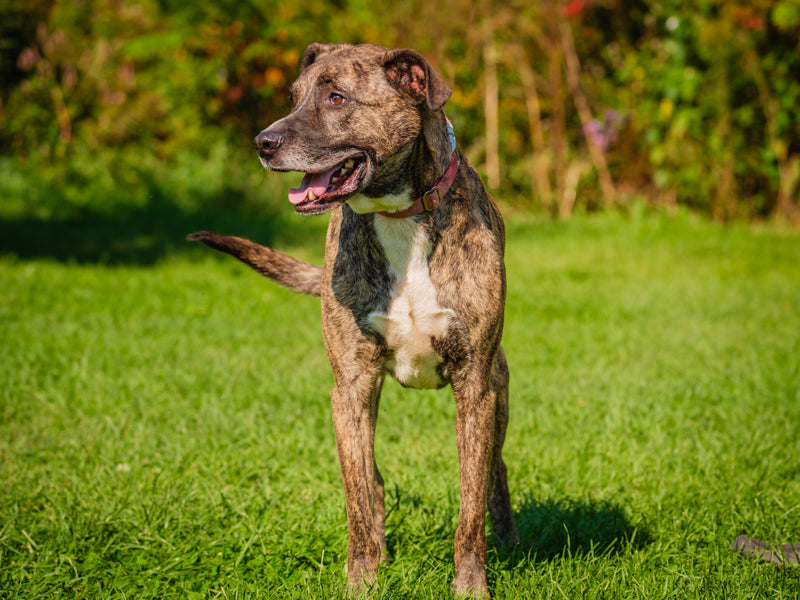 London Berger x Labrador Disponible pour adoption Animatch