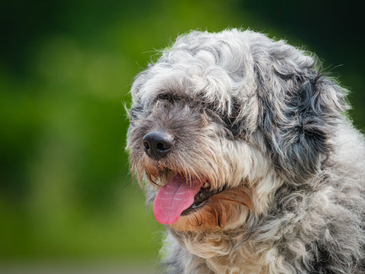 London (25088) a Aussiedoodle Adopté on 20 June 2025