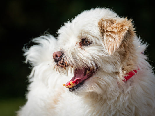 Louis (26216) a Lhassa Apso Adopté